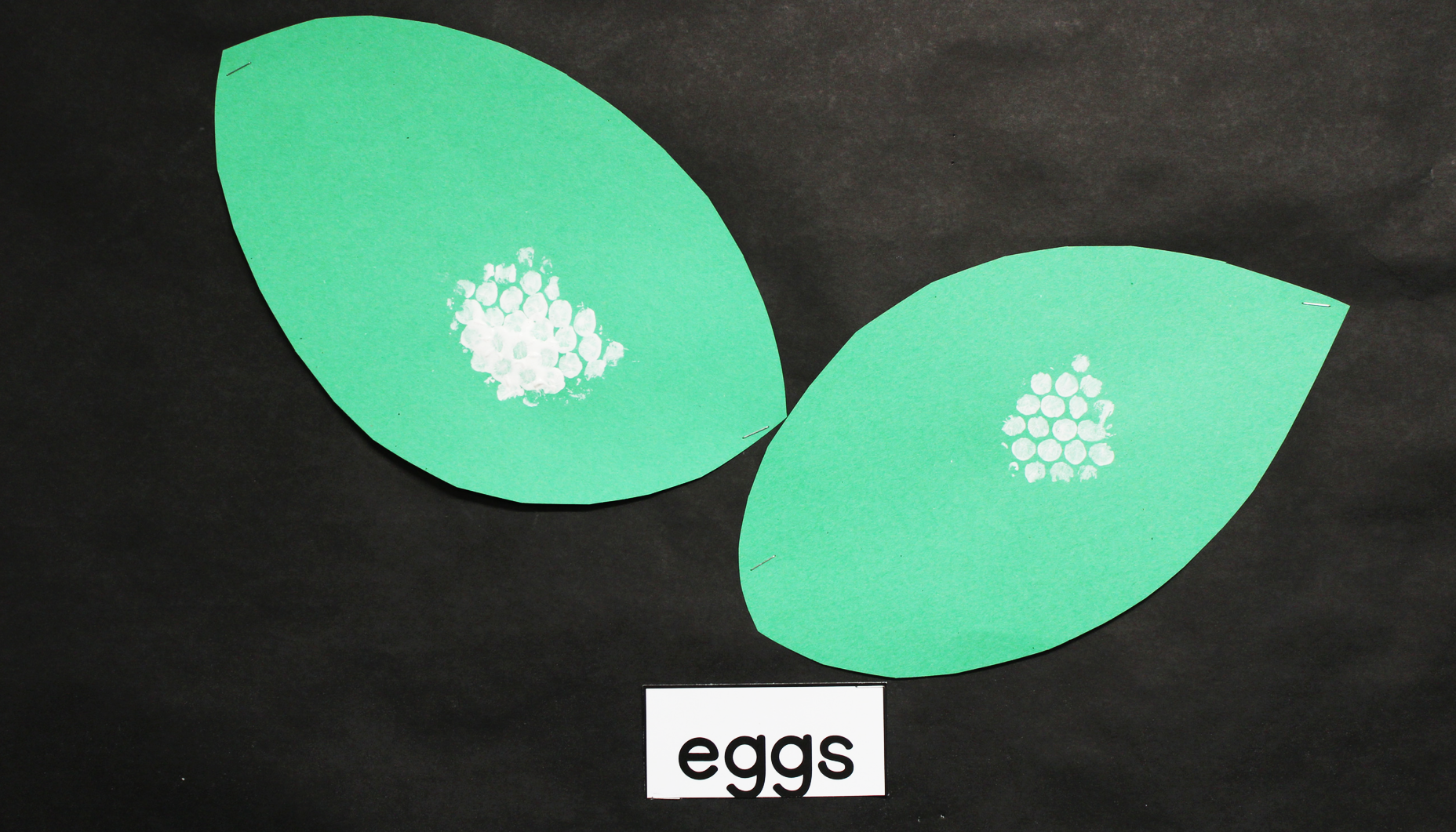 life.cycle.butterfly.bulletin.board.article.wide.egg