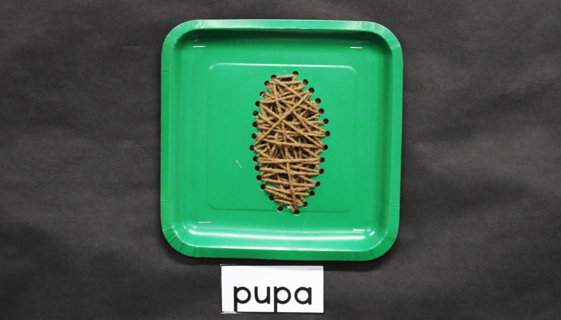 Life.Cycle.Butterfly.Bulletin.Board.Article.Wide.pupa