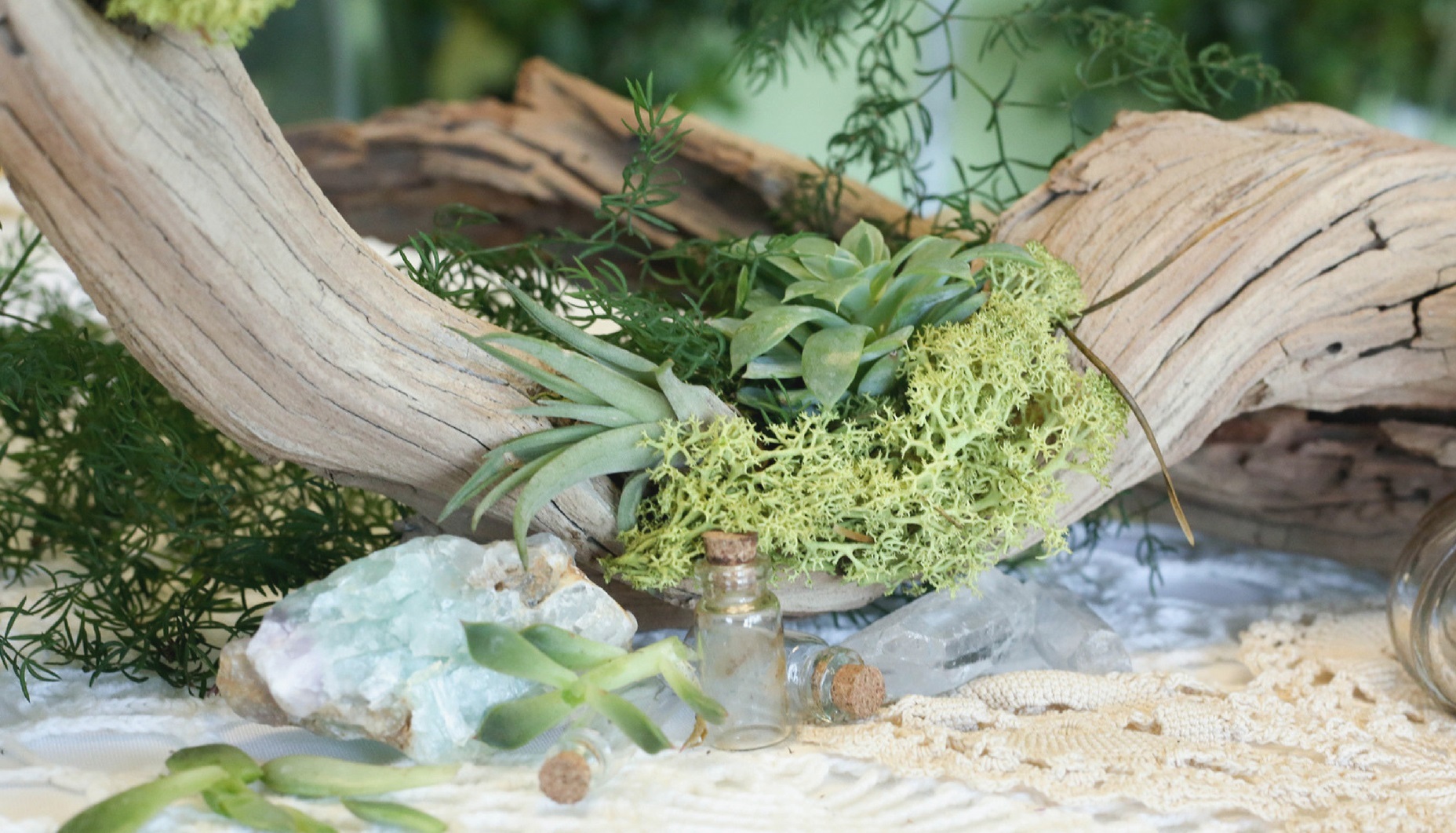 succulent centerpiece driftwood air plants moss bottles
