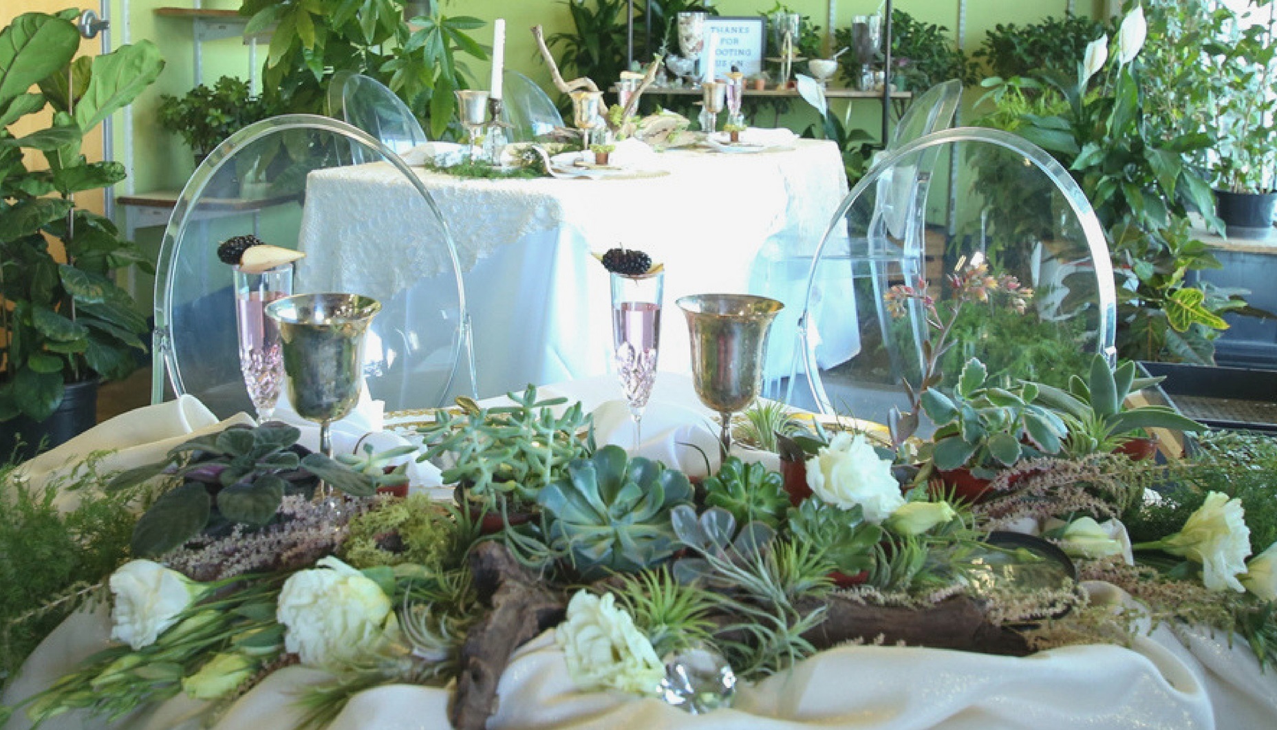 plants succulents white lisianthus air plants driftwood