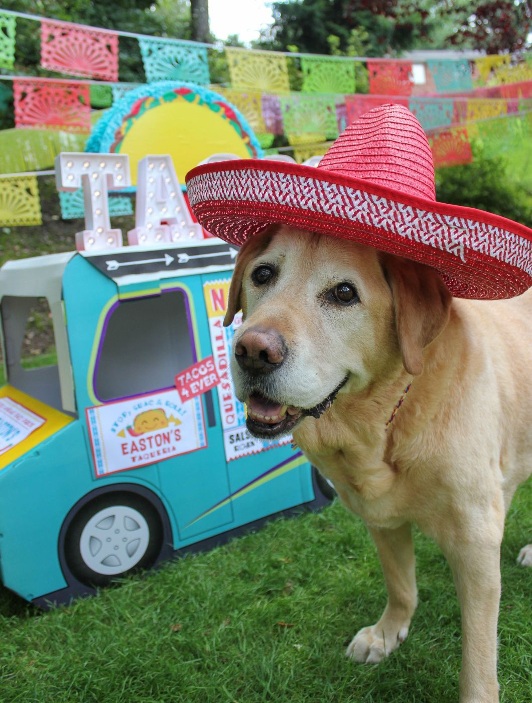 dog wearing sombrero