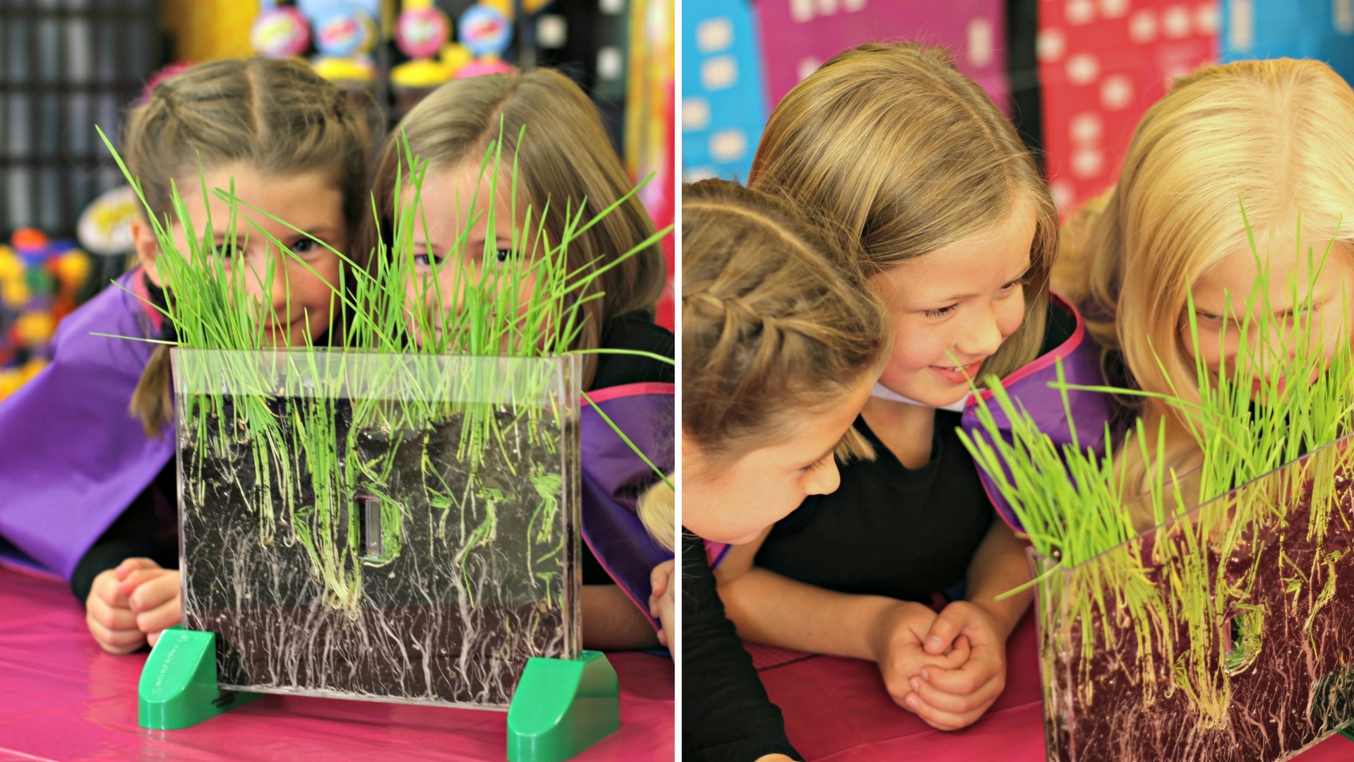 watch it grow plant viewer activity This plant viewer lets you observe a plant's life cycle from seed to root to full-size plant!