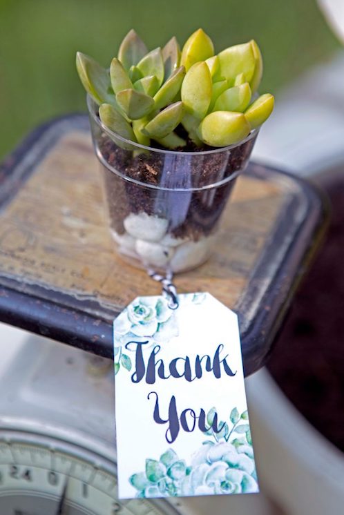 Succulent Wedding Gift Idea