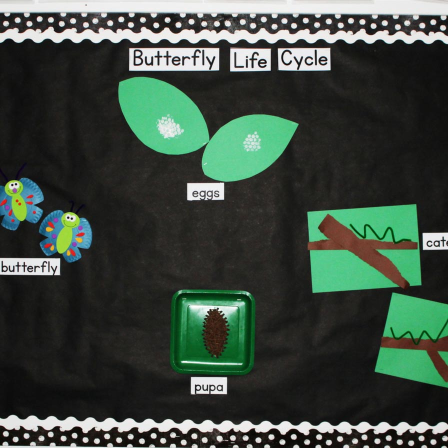 Butterfly Life Cycle Bulletin Board
