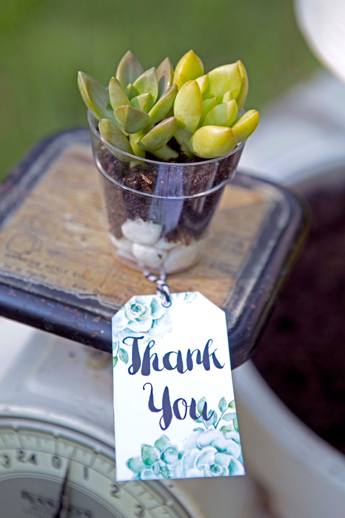 Rustic Wedding Shower - Succulent Wedding Shower - Let Your Love Grow ...