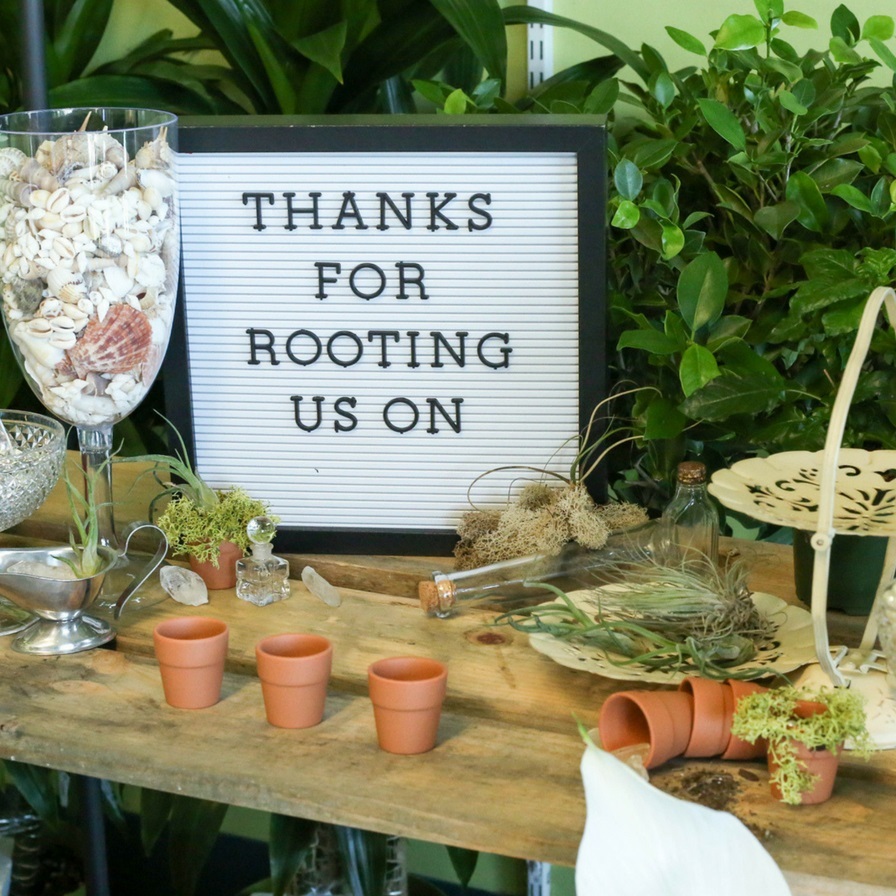 DIY Greenhouse Plant Display