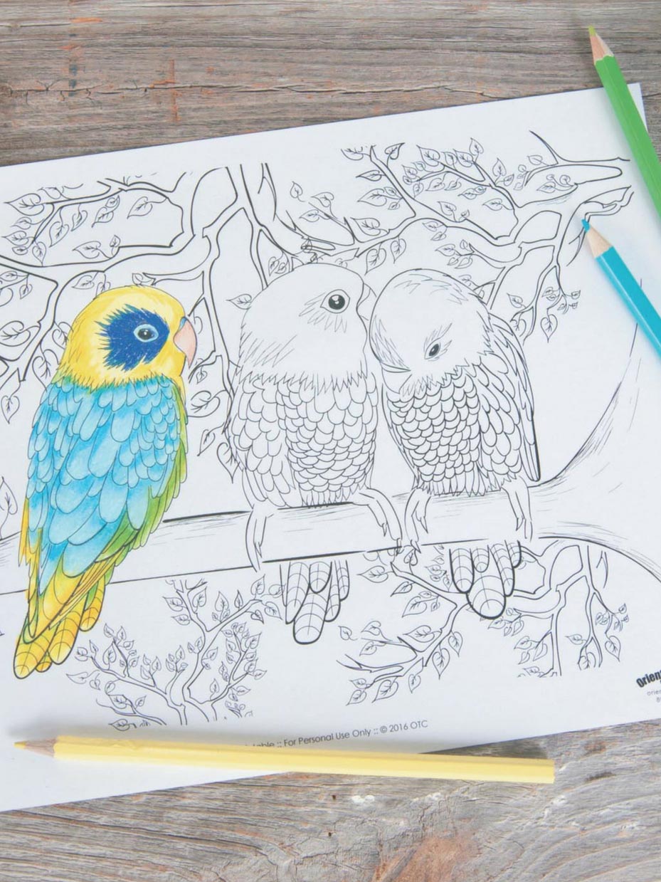 Bird Scene Adult Coloring Page