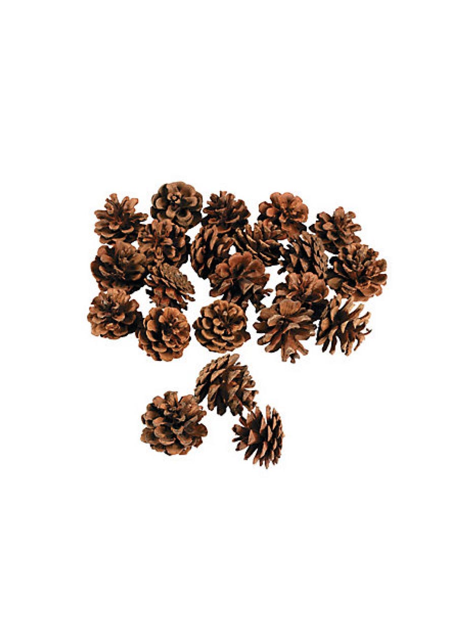 Pine Cone Inspiration