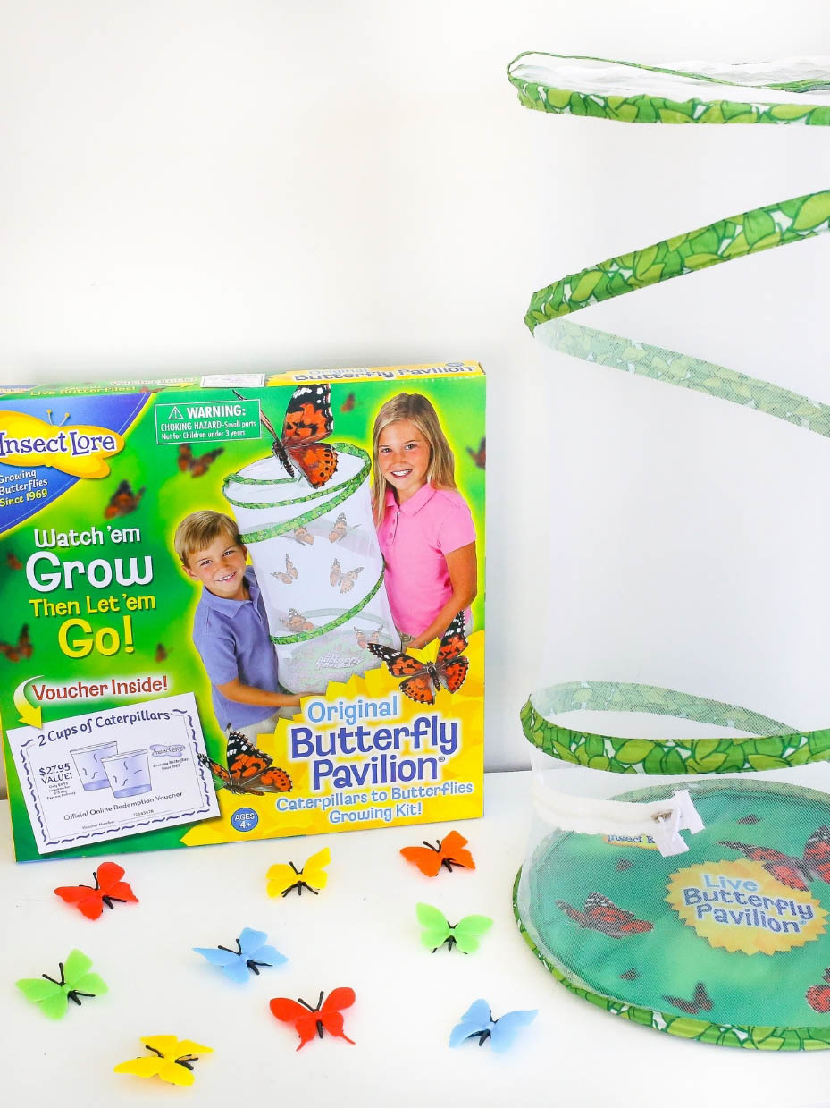 Butterfly Pavilion Activity