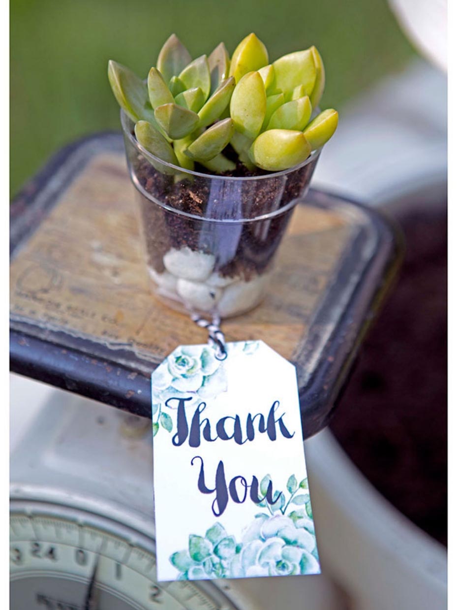 DIY Succulent Wedding Favors