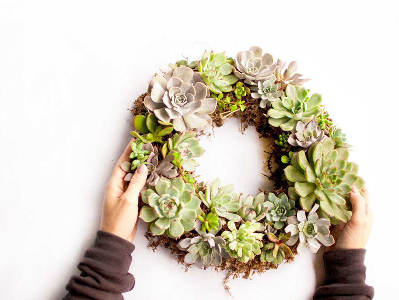 Make A Beautiful Living Succulent Wreath Fun365